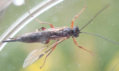 Réf. 289 897 : Pimpla turionellae
